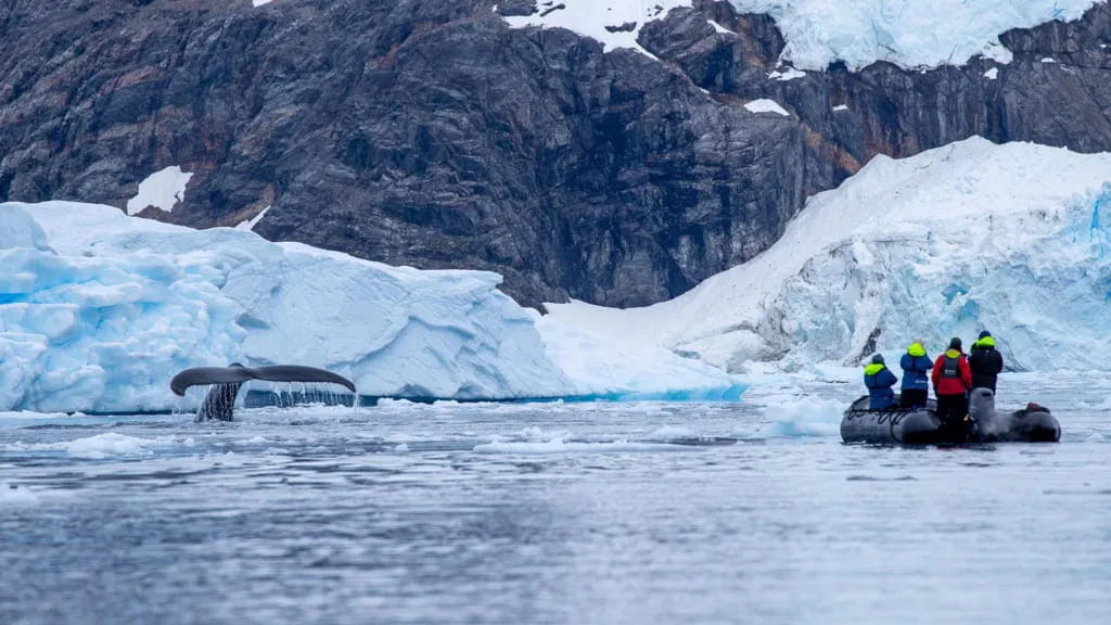 Crossbows and eerie silences – following Antarctic whales for climate change clues