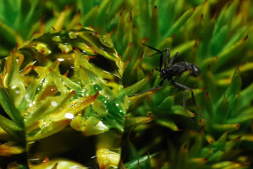 One Of The World’s Smallest Creatures Is The Largest To Call Antarctica Home Year-Round