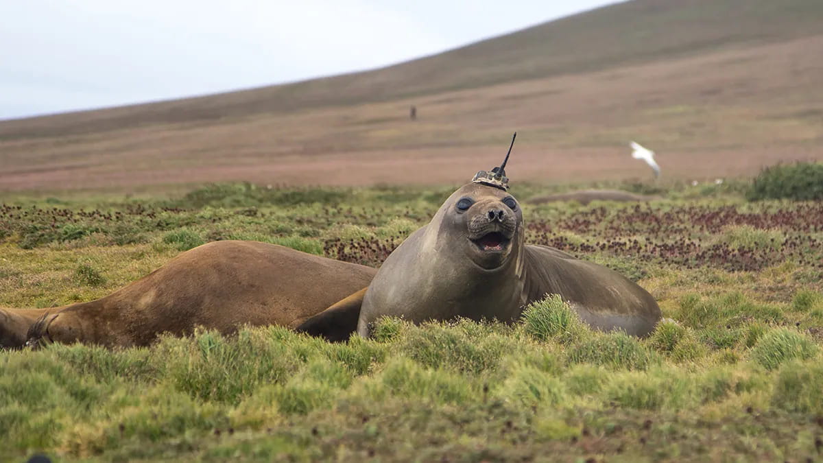 Seals Help Scientists Make Discoveries in Antarctica’s Bellingshausen Sea