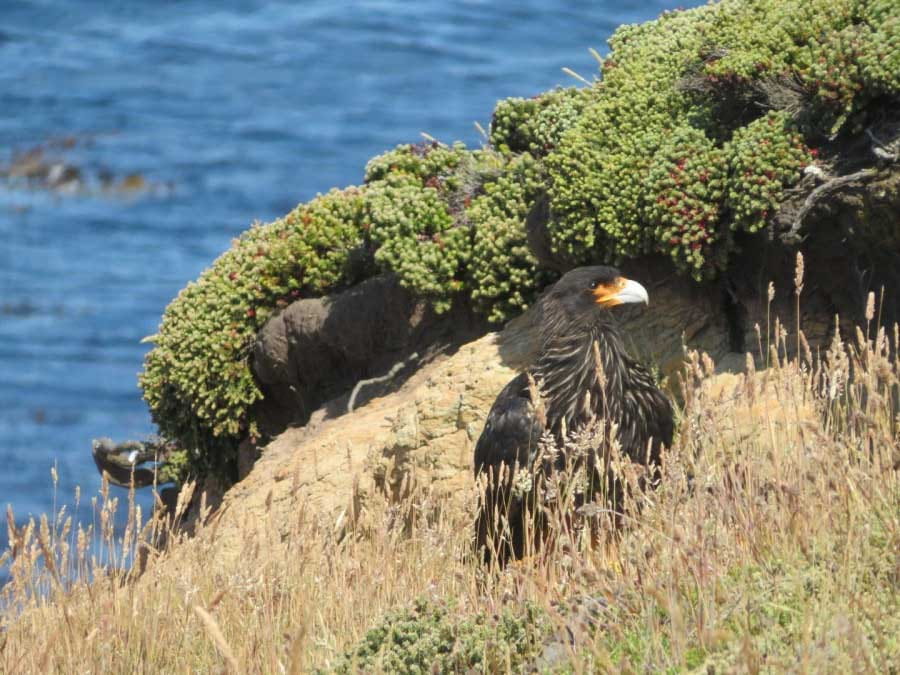 Carcass Island  | Falkland | Falcon