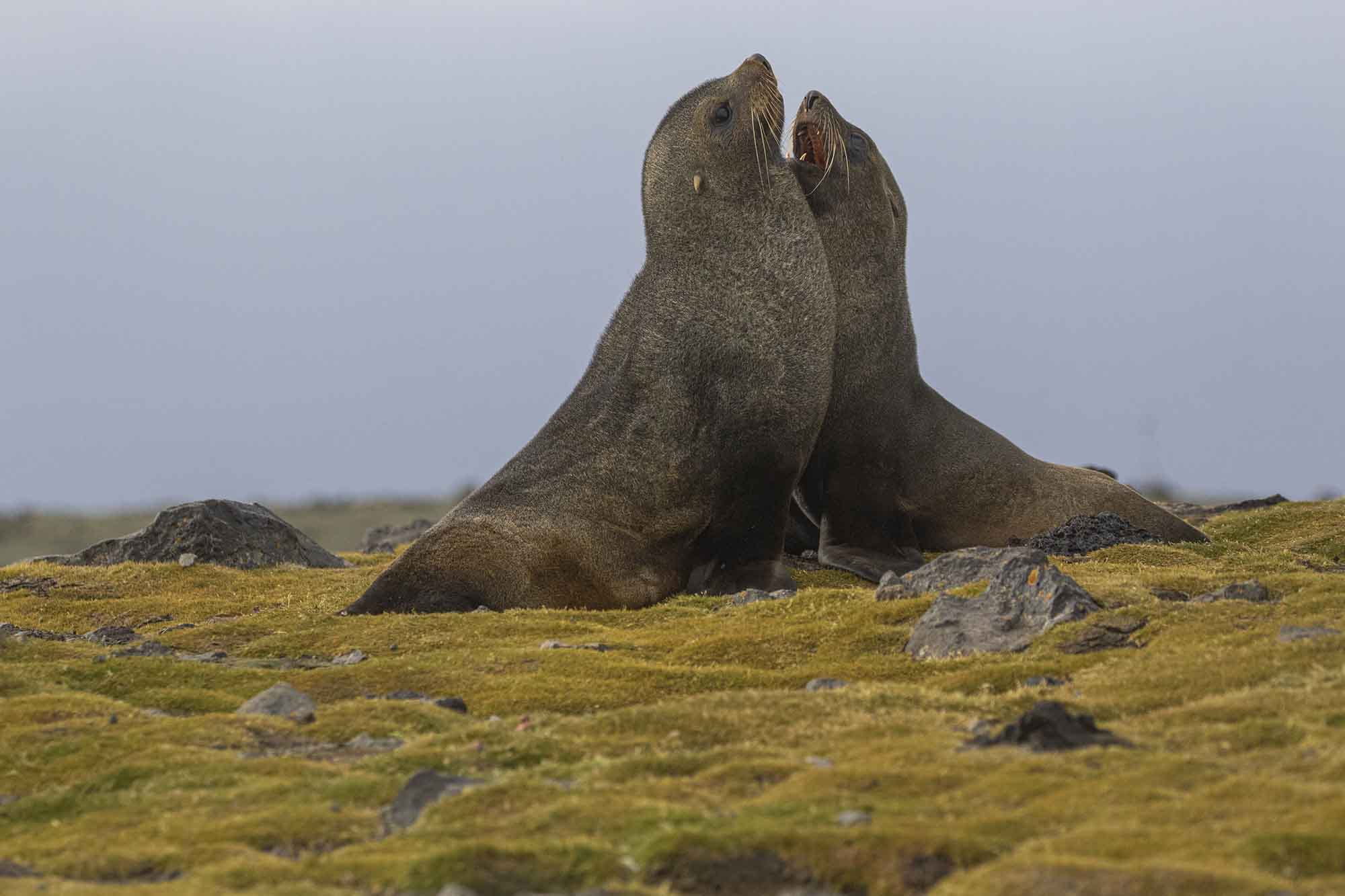 Beagle Channel | Ushuaia | Fur Seal