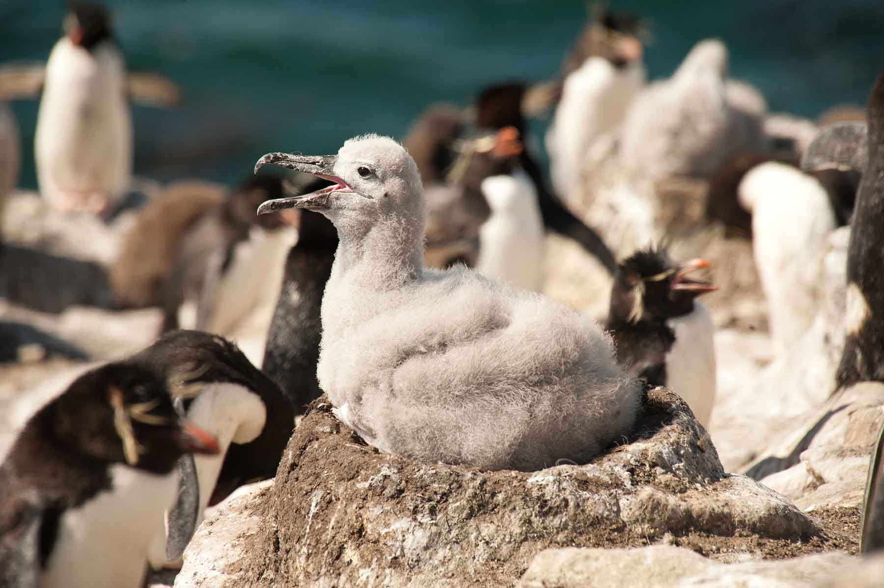  | Falkland | Rockhopper, Black-browed Albatross colony