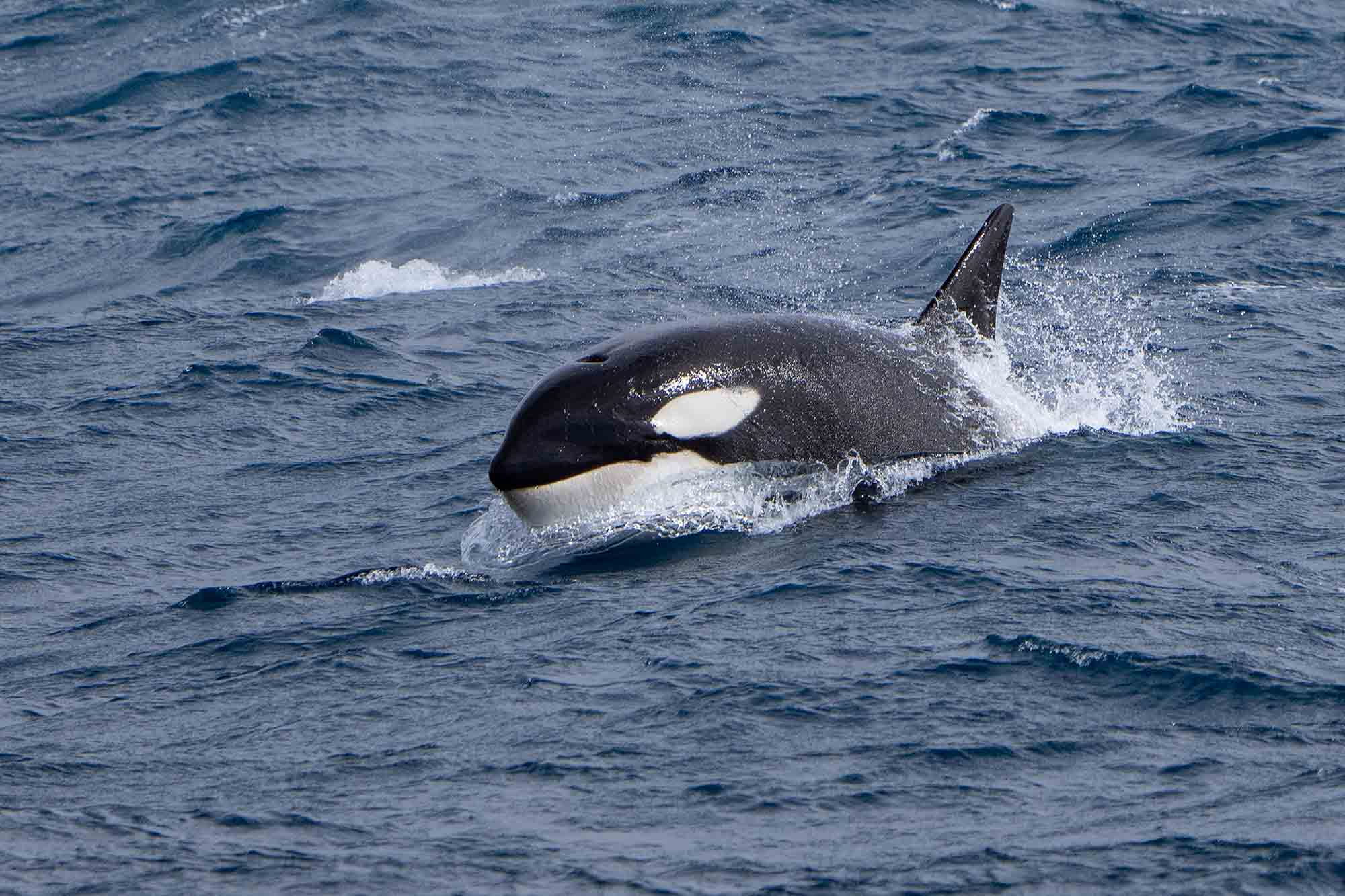  | Falkland | Orca