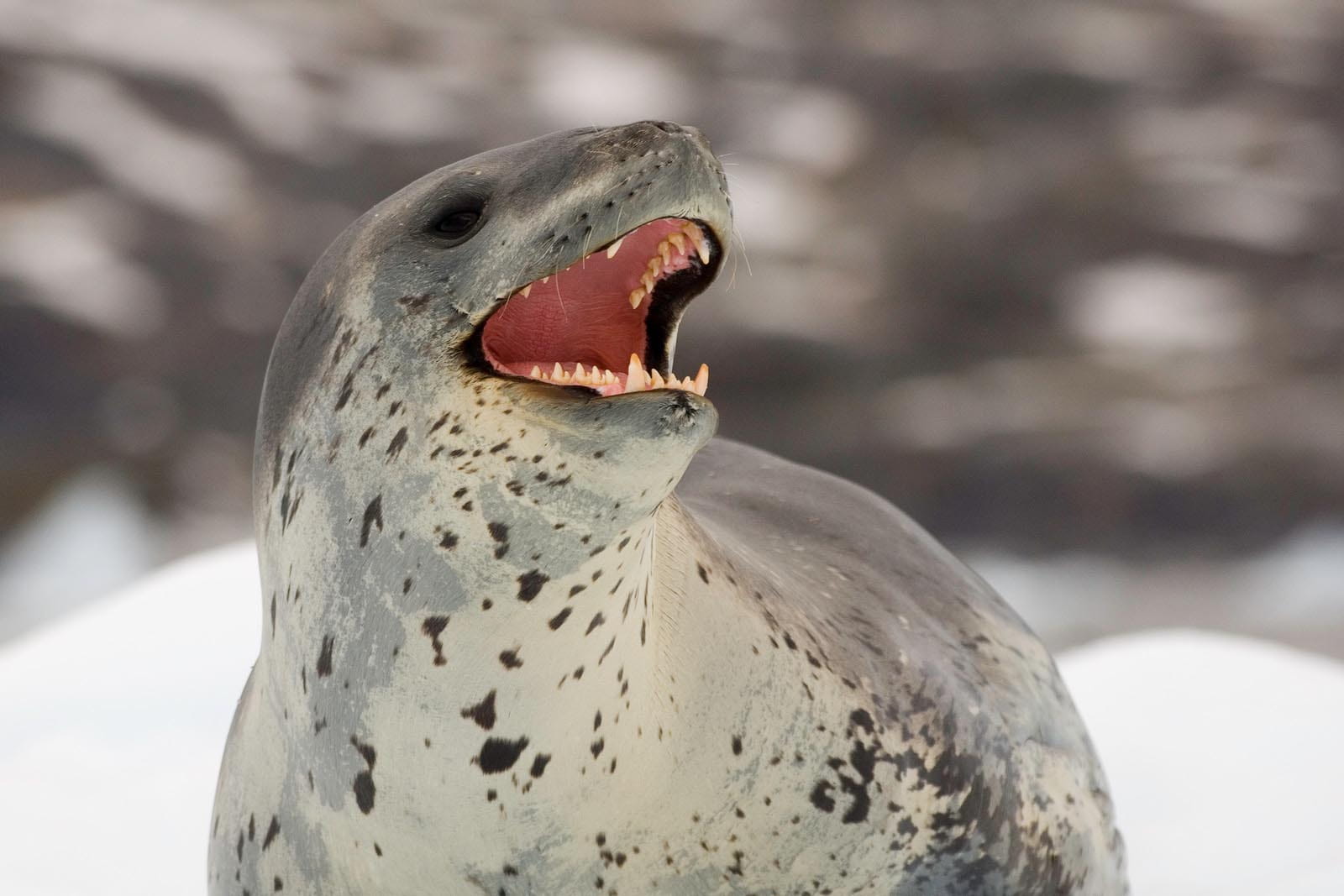  | Cierva Cove | Leopard Seal